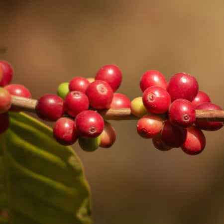 Daniso Horsa Shantawene 1 Kg - Ethiopia (Espresso)