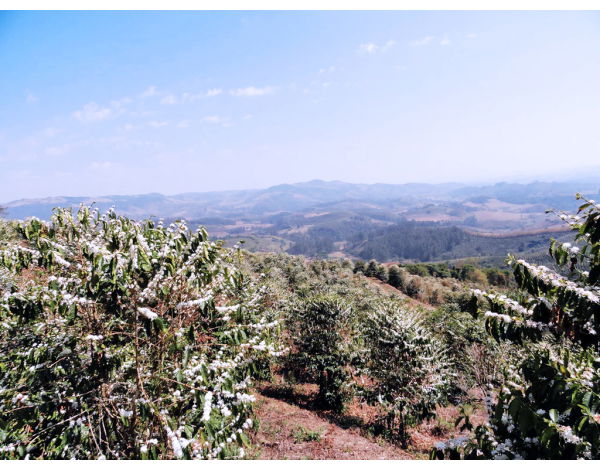 Fazenda Barreiro - Brazil