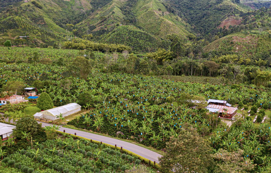 Milán, Lot 07-24-36 - Colombia